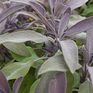 Шалфей дубравный "Purple Beauty"