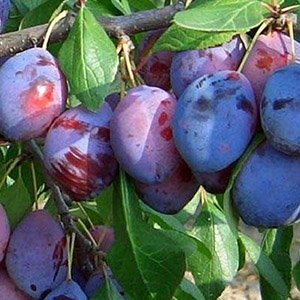 Слива "Дашенька"