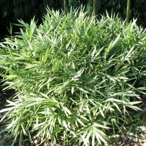Плейобластус форчуна "Variegata"
