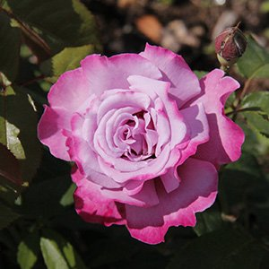 Роза "Amethyste"