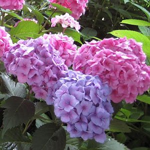 Гортензия крупнолистная "Bouquet Rose"