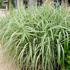 Мискантус китайский "Variegatus"