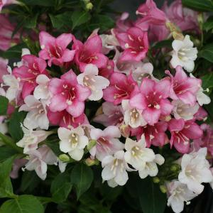Вейгела "Marjorie"