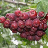 Рябина плодовая "Ликерная"