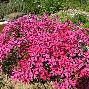 Флокс шиловидный "Atropurpurea"