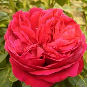 Роза "Scarlett O'Hara"