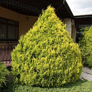 Кипарисовик горохоплодный "Plumosa Aurea"