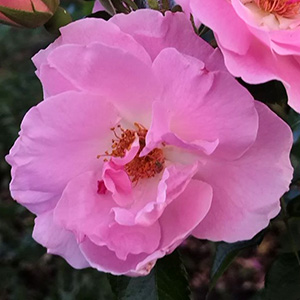 Шиповник (роза) сортовой "Pink Robusta"