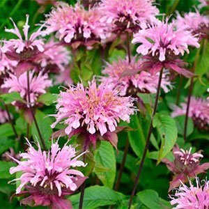 Монарда "Croftway Pink"