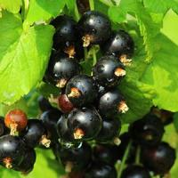 Смородина черная "Волшебница"