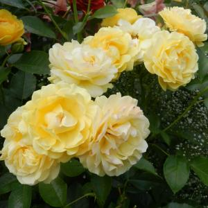 Роза "Anisade"