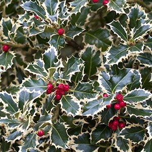 Падуб Мезерва "Argentea Marginata"