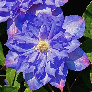 Клематис "Blue Explosion"