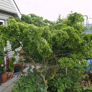 Робиния лжеакация "Tortuosa"