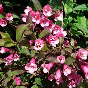 Вейгела цветущая "Purpurea"