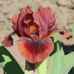Ирис карликовый "Dyka gorobynka"