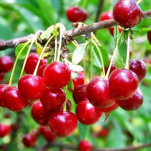 Вишня "Щедрая"