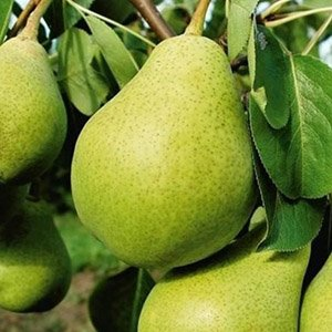 Груша "Бессемянка"