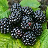 Ежевика "Bestberry"
