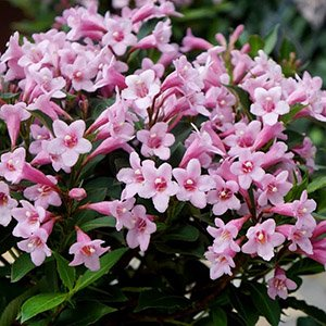 Вейгела "Pink Poppet"