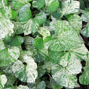 Виола (фиалка) мотыльковая "Freckles Binsted" (Variegata)
