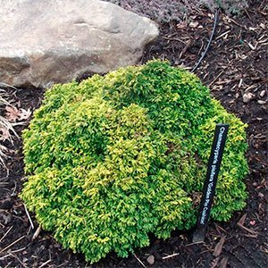 Кипарисовик горохоплодный "Golden Pin Cushion"