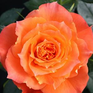 Роза "Orange Symphonie"