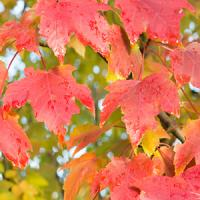 Клен красный "October Glory"