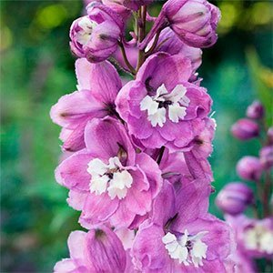 Дельфиниум "Magic Fountains Lavender White Bee"