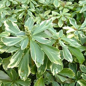 Пахизандра верхушечная "Variegata"