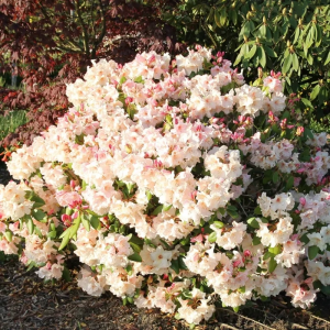 Рододендрон катевбинский "Cunninghams Blush"