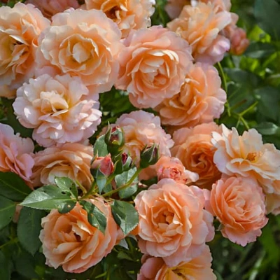 Роза "Apricot Sky"