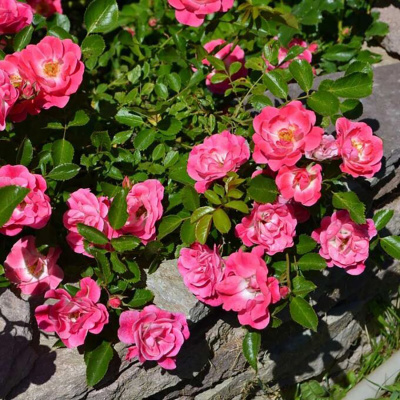 Роза "Fuchsia"